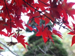 DSCF1191