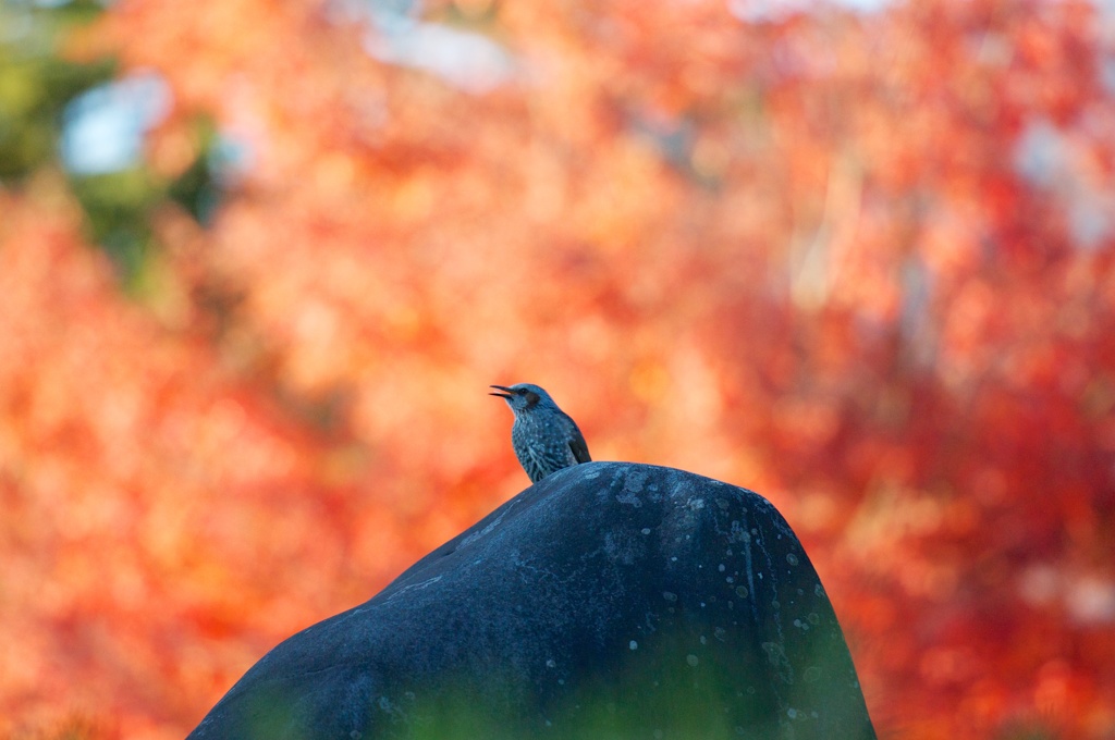 紅葉の中のさえずり