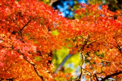 大紅と淡黄