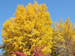 DSCF1127