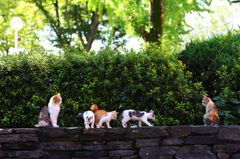 このこ、どこのこ、このこねこ