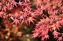 散り際の紅