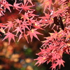 散り際の紅