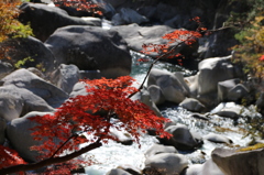渓流と紅葉　その３