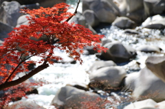 渓流と紅葉　その１