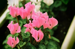 お花