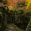 深く秋に染まる牛滝山道