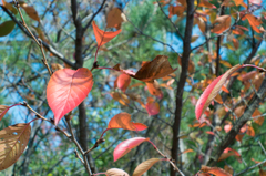 紅と青と緑