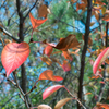 紅と青と緑