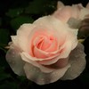 泣き虫ローズ