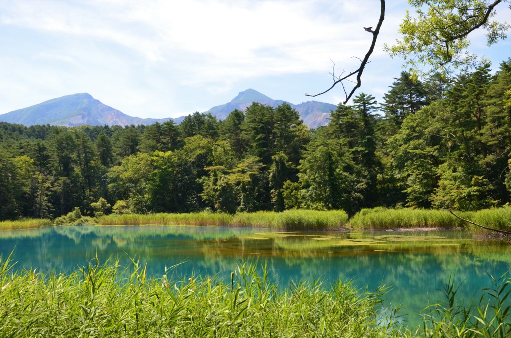 ルリ沼