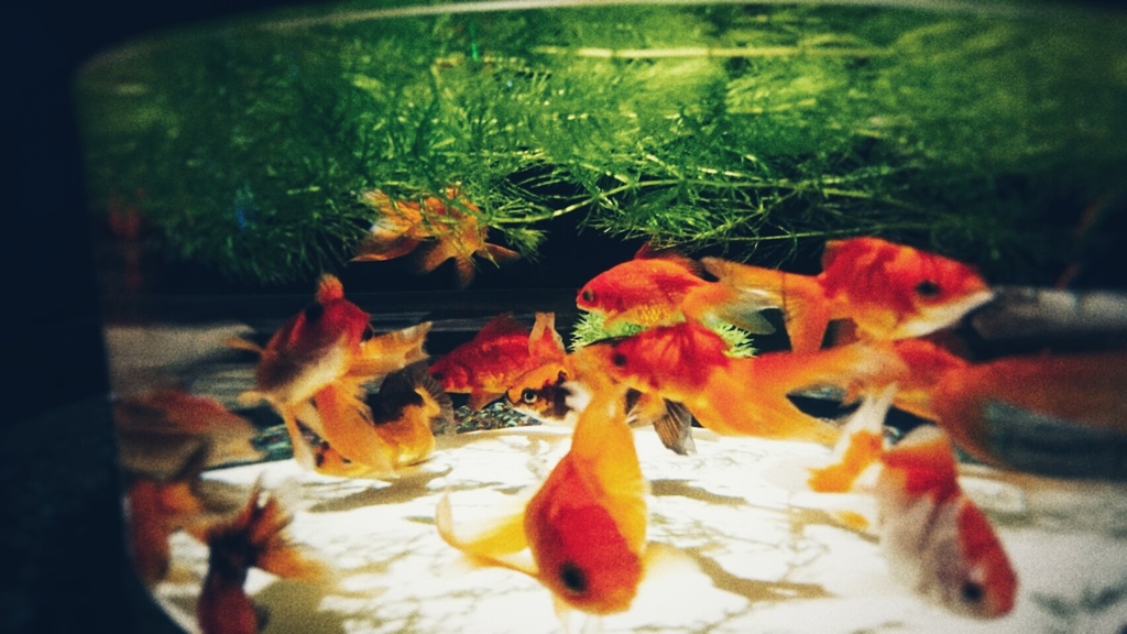 陽