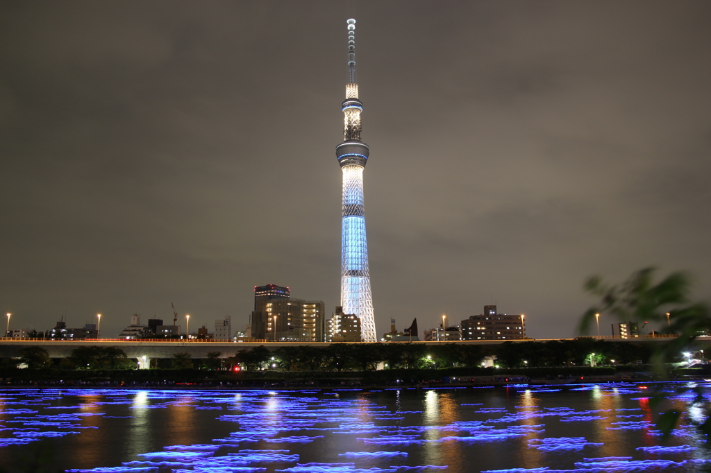 東京蛍