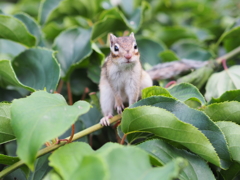 エゾシマリス