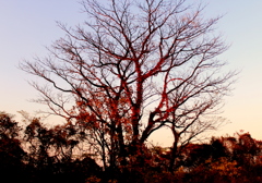 暮れの木