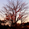 暮れの木