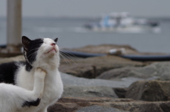ねこ