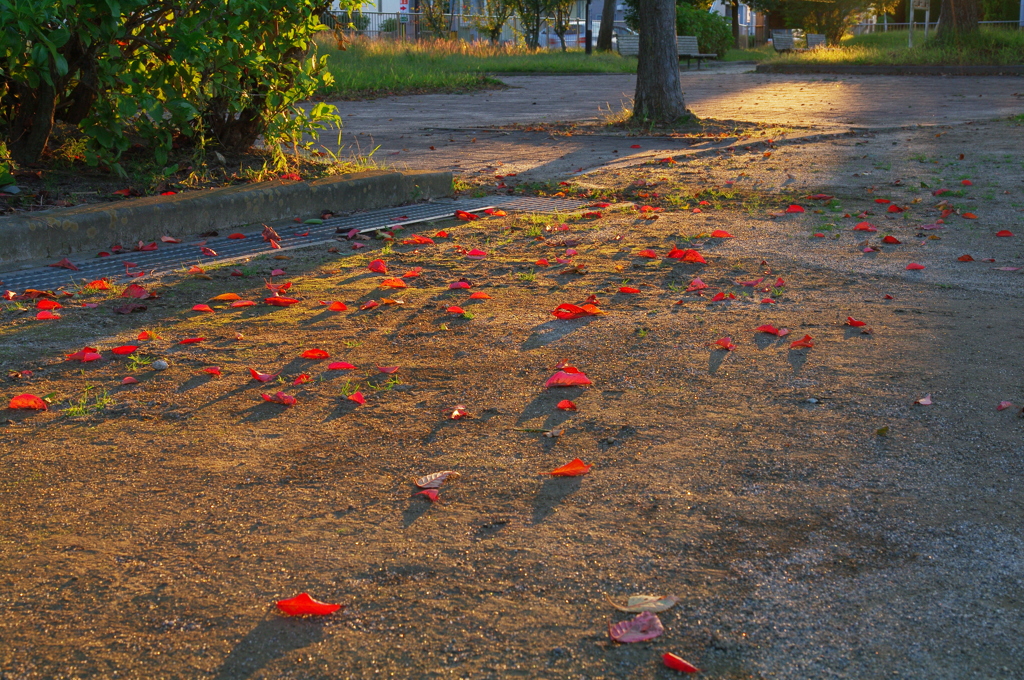 autumn  leaf