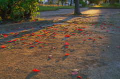 autumn  leaf