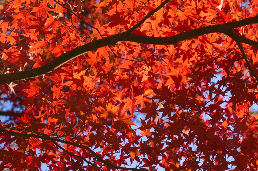 紅乱舞