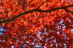 紅乱舞
