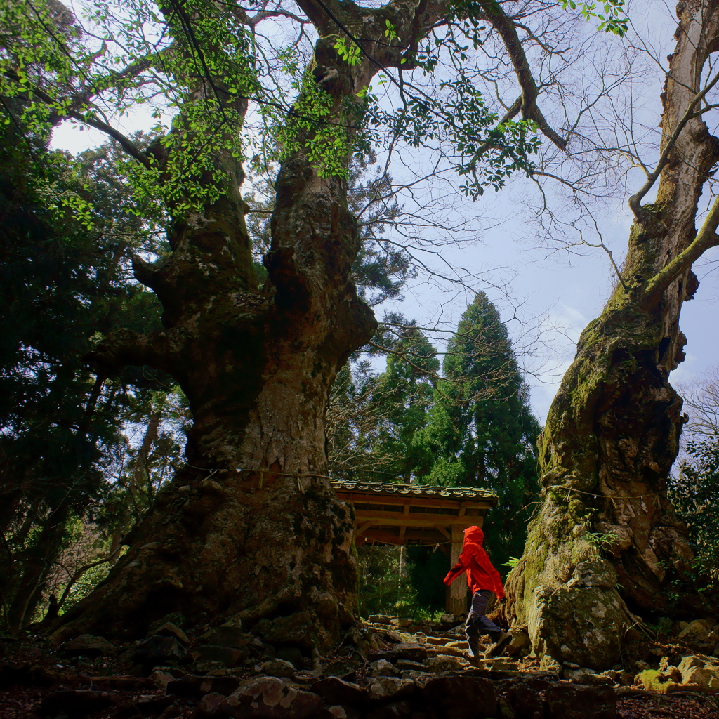 Trees Gate.