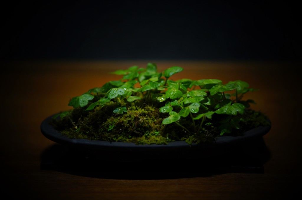 酢漿草