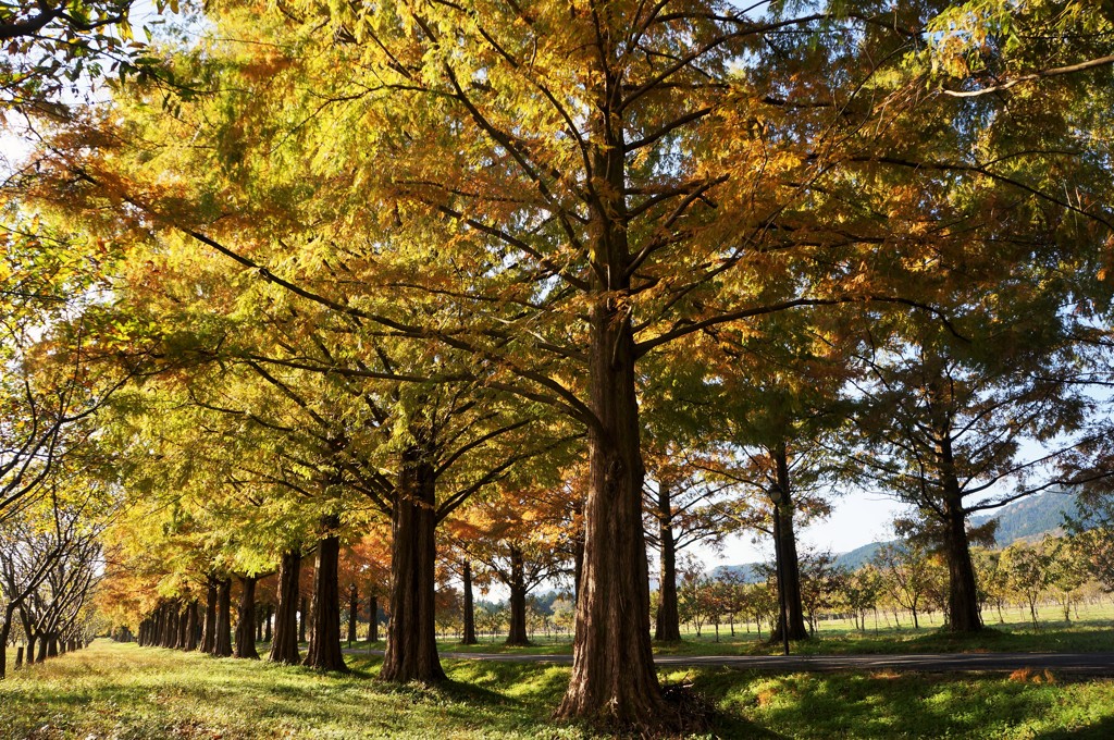 row of Metasequoia...