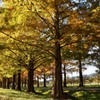 row of Metasequoia...