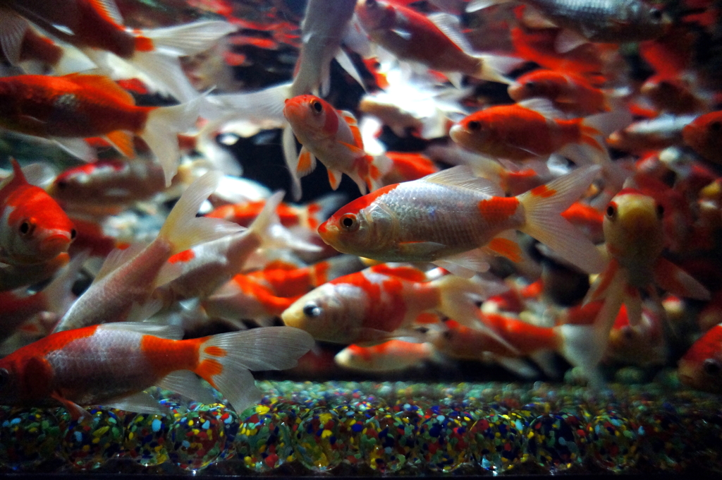 水魚の友