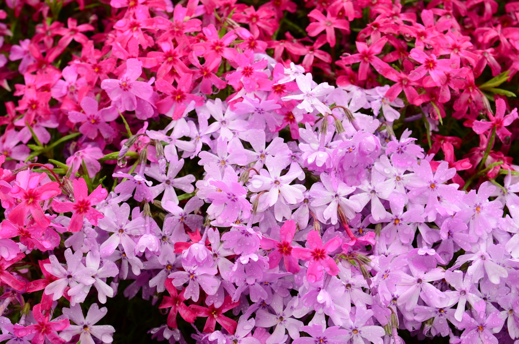 芝桜