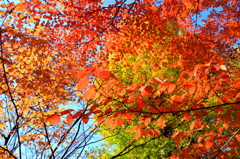 秋の彩り1