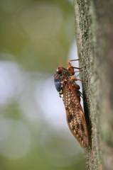 夏休みの宿題昆虫採集、アブラゼミ