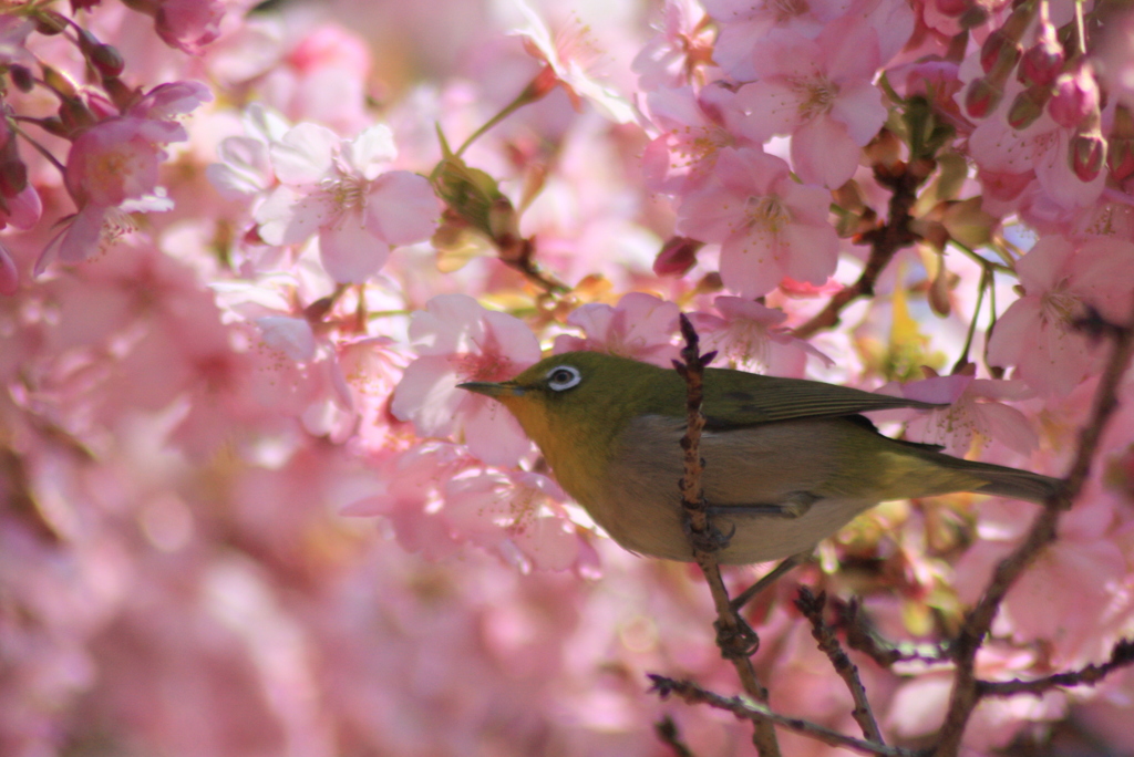桜の天井、メジロ