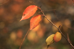 暮れゆく秋、残された葉
