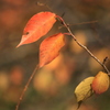 暮れゆく秋、残された葉