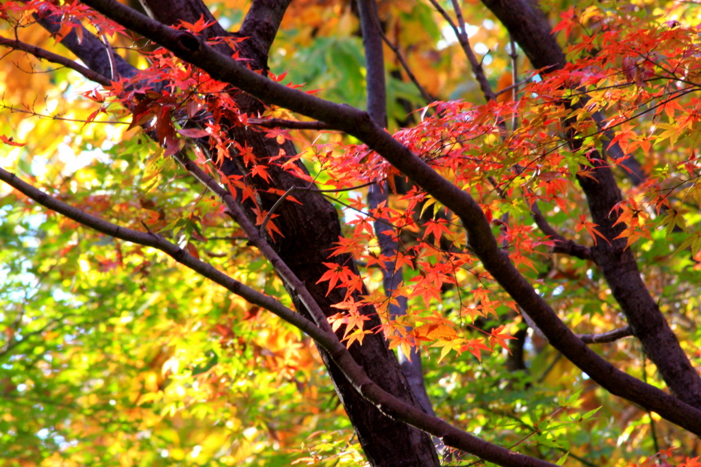 森のグラデーション