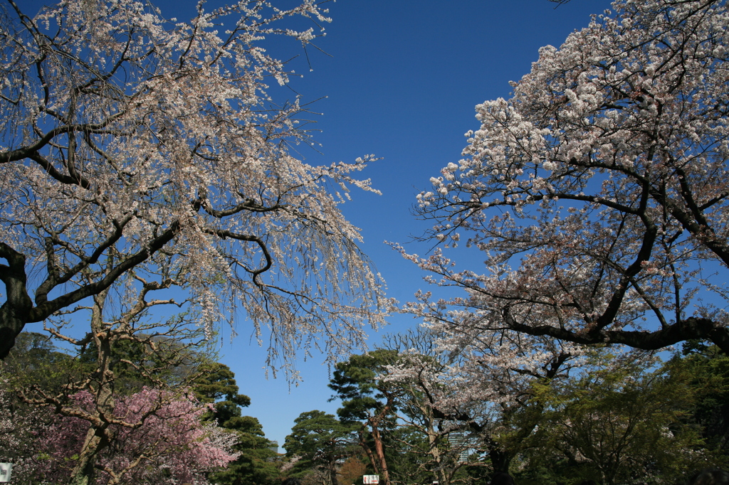 皇居乾通り一般公開　桜並木