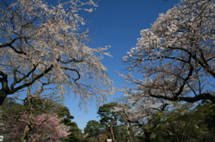 皇居乾通り一般公開　桜並木