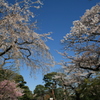 皇居乾通り一般公開　桜並木