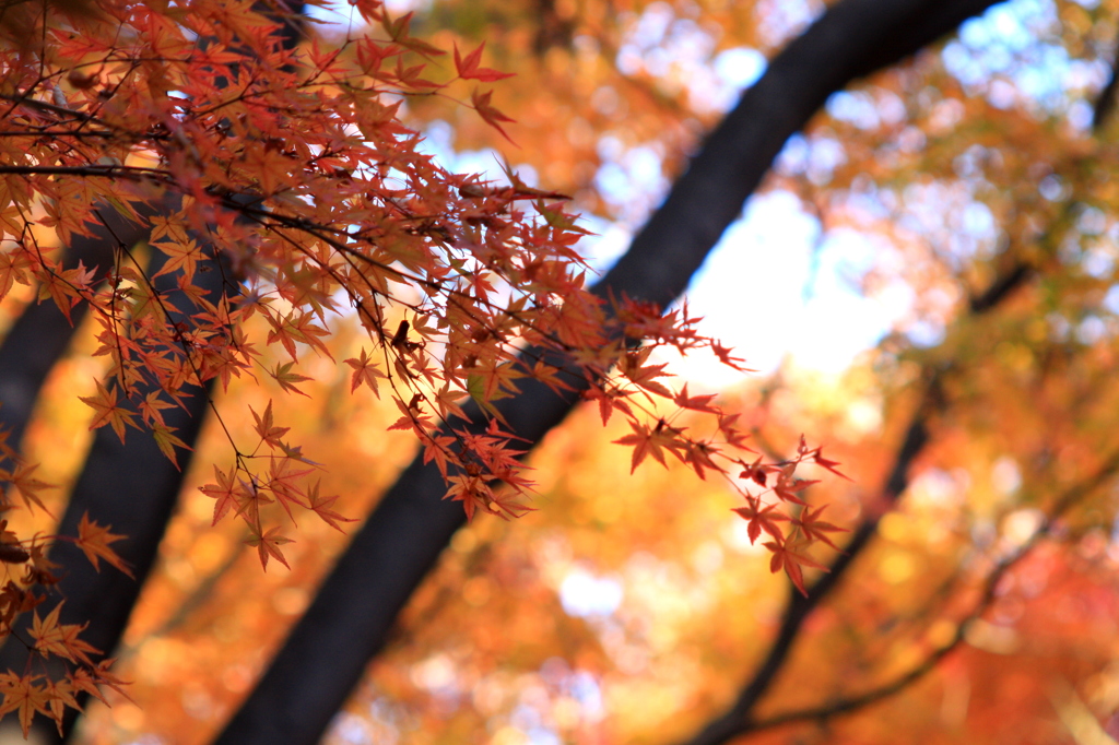 秋の彩り5
