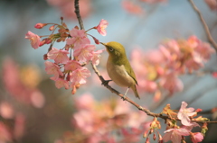 桜のミツ、おいしい！