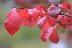 紅の葉