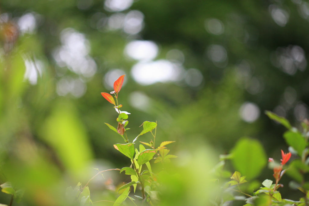 夏の光