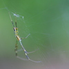 夏休みの宿題昆虫採集、クモ