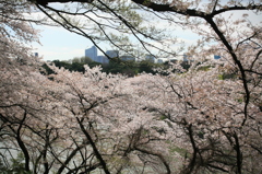 千鳥ヶ淵桜トンネル