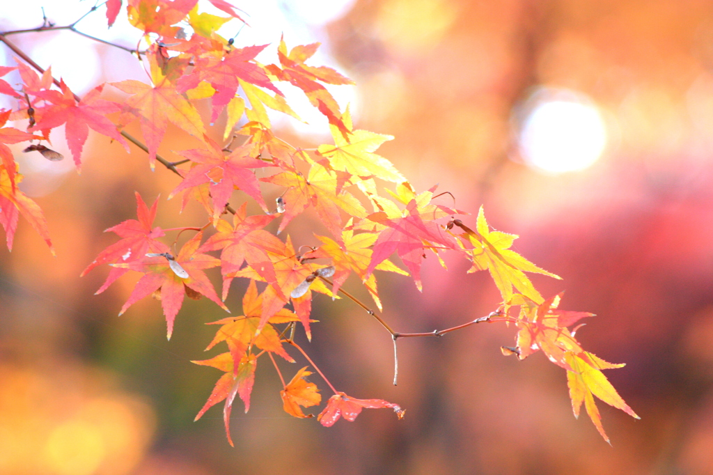 もみじのグラデーション