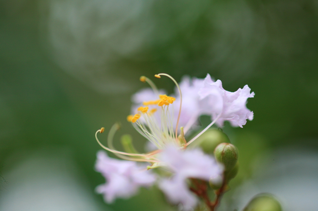 さるすべりの花