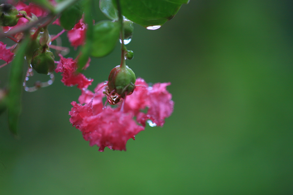 さるすべりの花