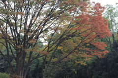 秋の彩り(2)
